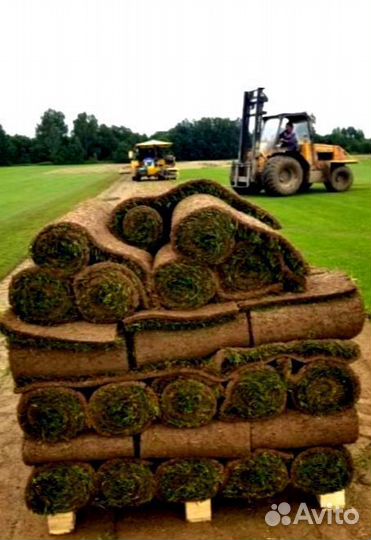 Рулонный газон