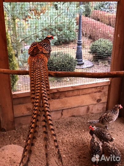 Фазаны,петухи