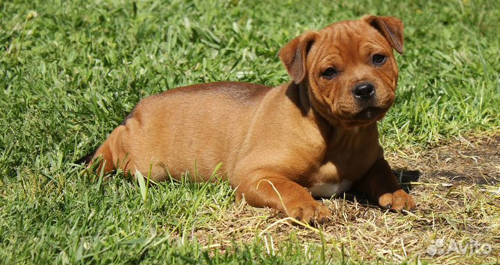 Стаффордширский бультерьер Щенки