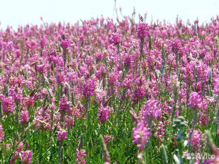 Семена многолетних трав и травосмеси