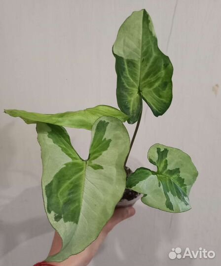 Сингониумы.Часть 1