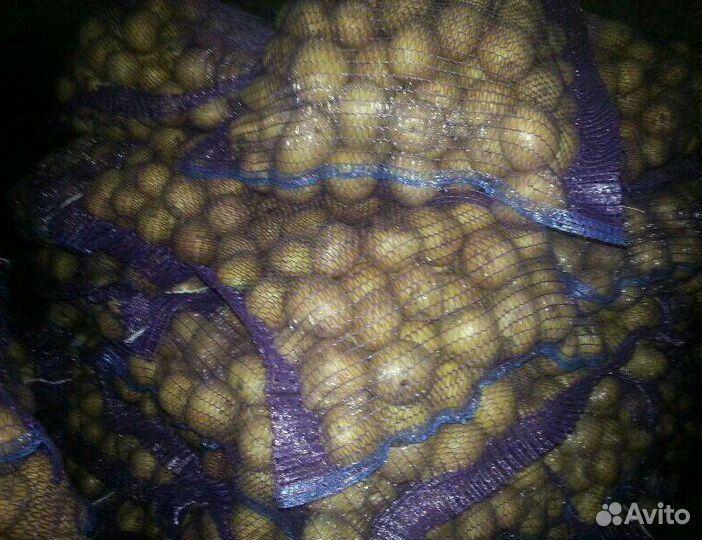 Семенной картофель