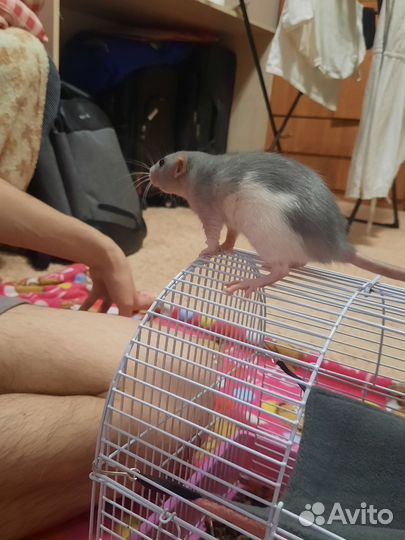 Крыски с клеткой