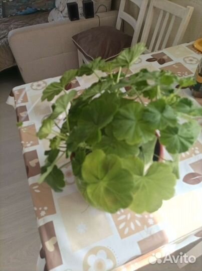 Пеларгония герань