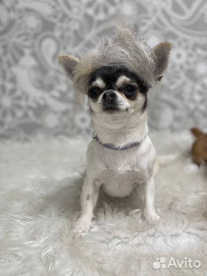 Стрижка собак