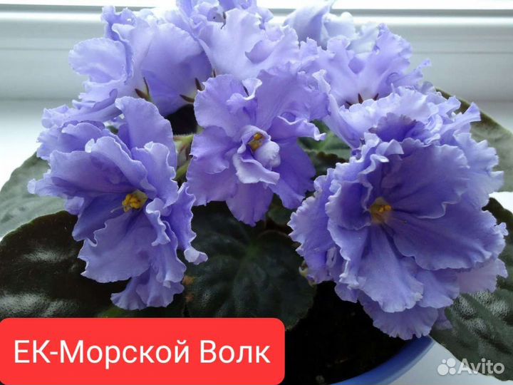 Фиалки сортовые