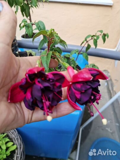 Сортовые фиалки