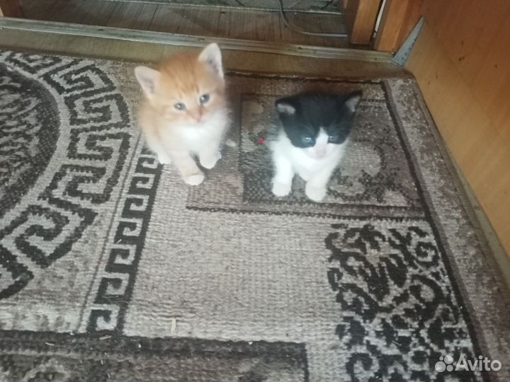 Котята в добрые руки