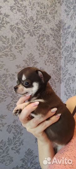 Щенки чихуахуа