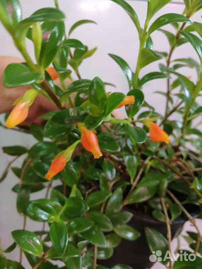 Нематантус (гипоцирта) грегариус