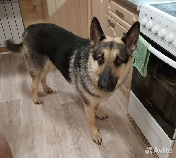 Ищем подругу