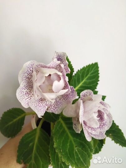 Глоксиния цветущая