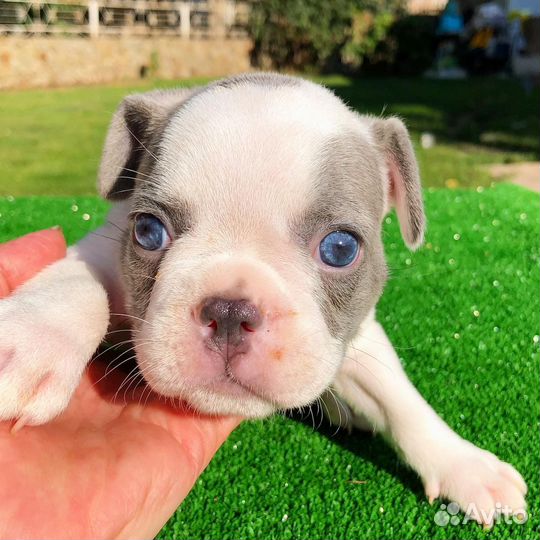 Французский бульдог щенки лиловый красный