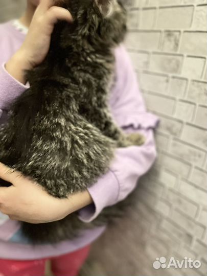 Кошечка в добрые руки