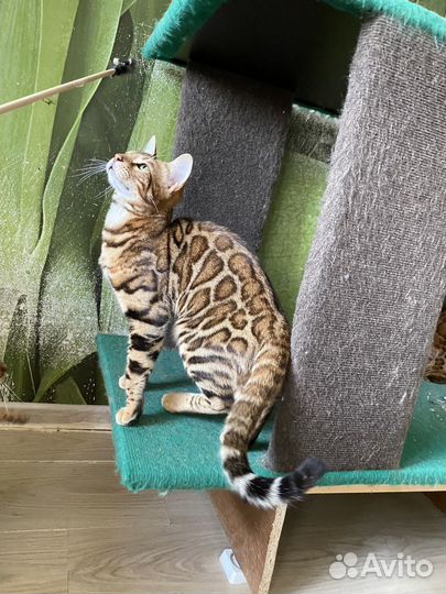Бенгальский котик в разведение