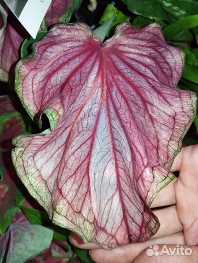 Аглаонема рози,каладиум,дисхидия,алоказия мело