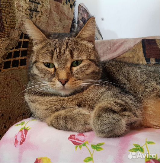 Кошки в добрые руки