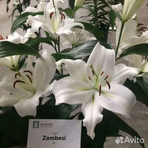 Zambesi лилия фото