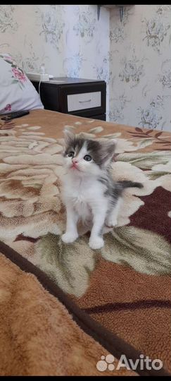 Отдам Котят в хорошие руки