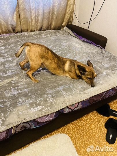 Случка собак