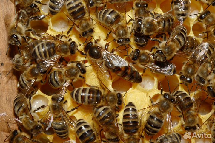 Продажа плодных маток Карника F1