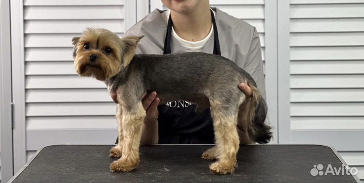 Груминг стрижка собак и кошек