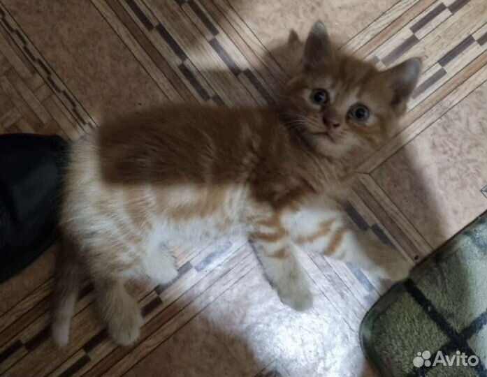 Рыжий котенок мальчик в добрые руки