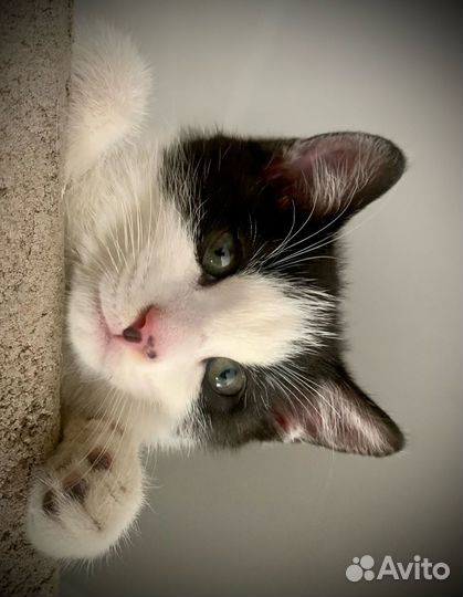 Отдам в добрые руки