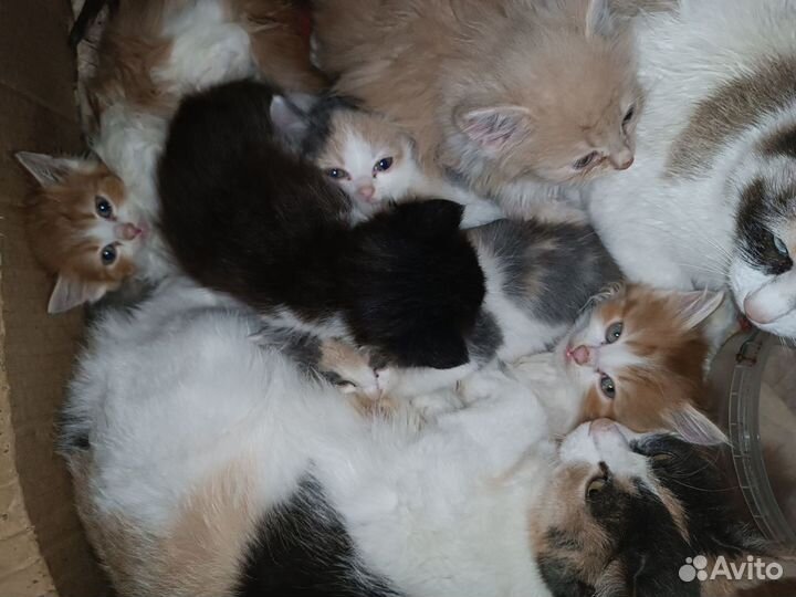 Отдам Котят