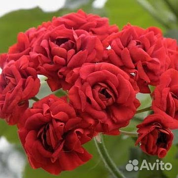 Сортовые пеларгонии