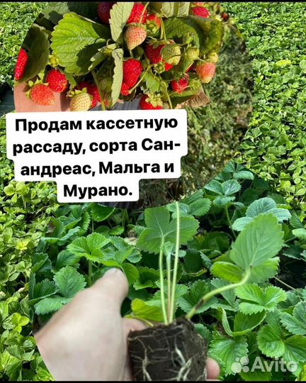 Рассада саженцы клубники. Малина, Голубика