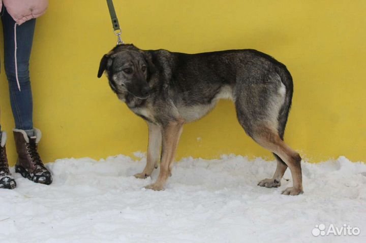 Мили очень ждёт своего хозяина