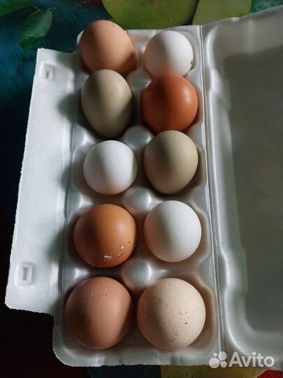 Домашние куриные яйца