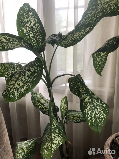 Диффенбахия