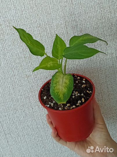 Диффенбахия Камилла