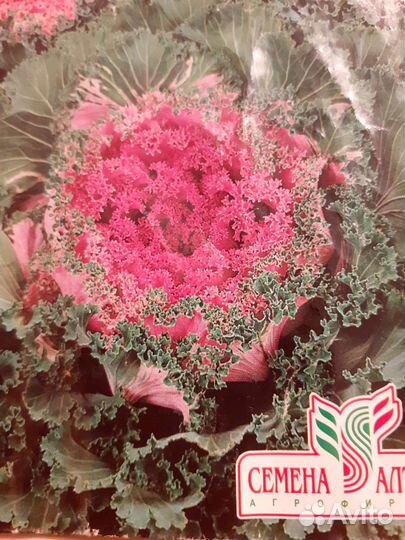 Рассада капусты декоративной