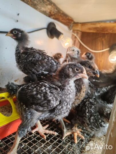 Цыплята породы Гриз бар