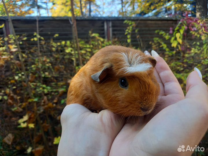 Морские свинки, мальчики
