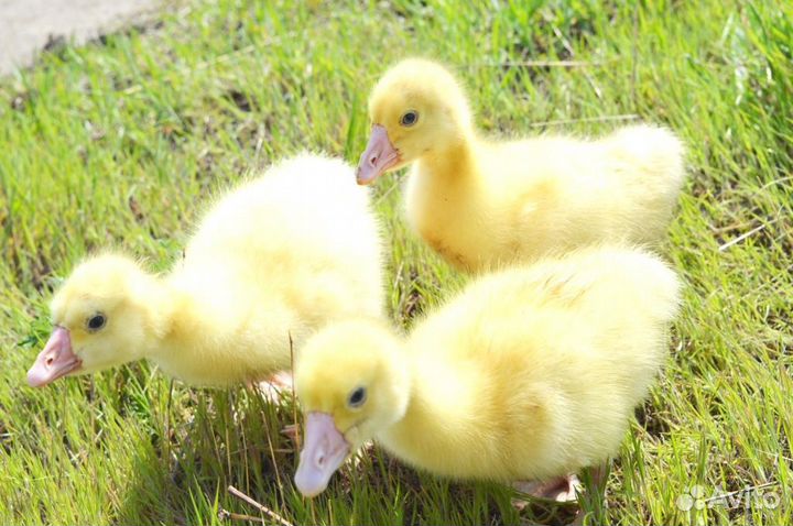 Мулард, утка, гуси, цыплята в ассортименте