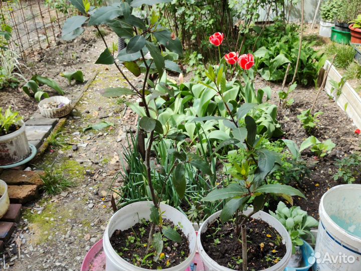 Саженцы лаврового листа