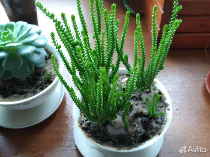 Суккуленты