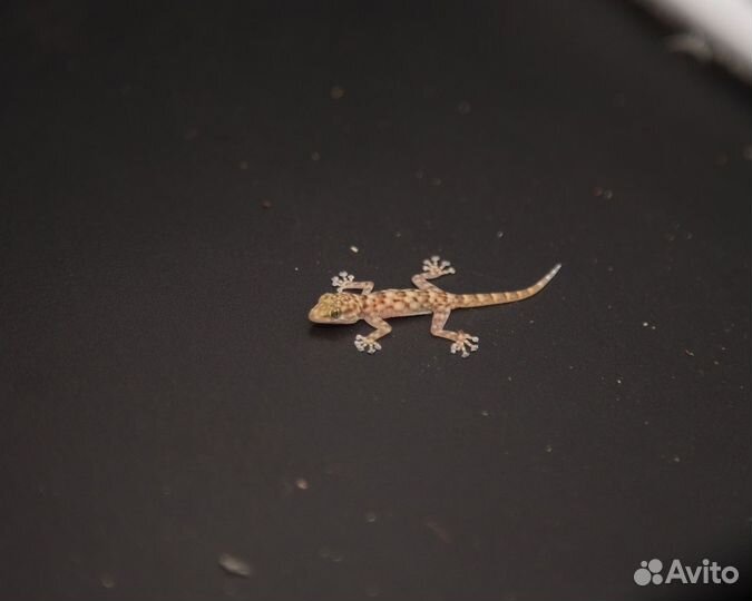 Африк. вееропалый геккон - Ptyodactylus togoensis