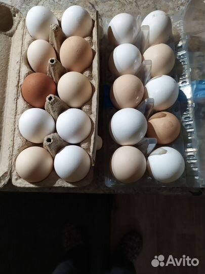 Домашние куриные яйца