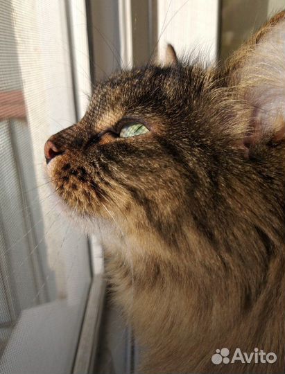 Домашняя передержка ваших любимцев