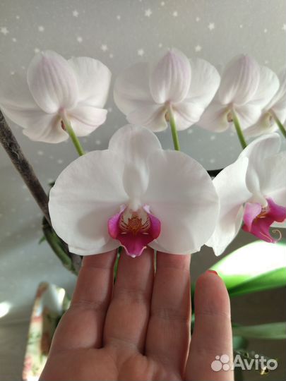 Орхидея фаленопсис Ред лип