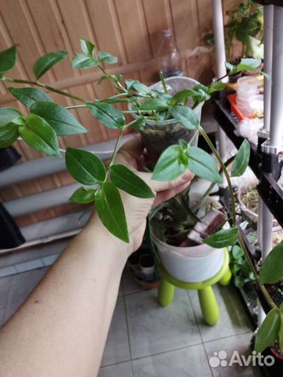 Традесканция разные расцветки