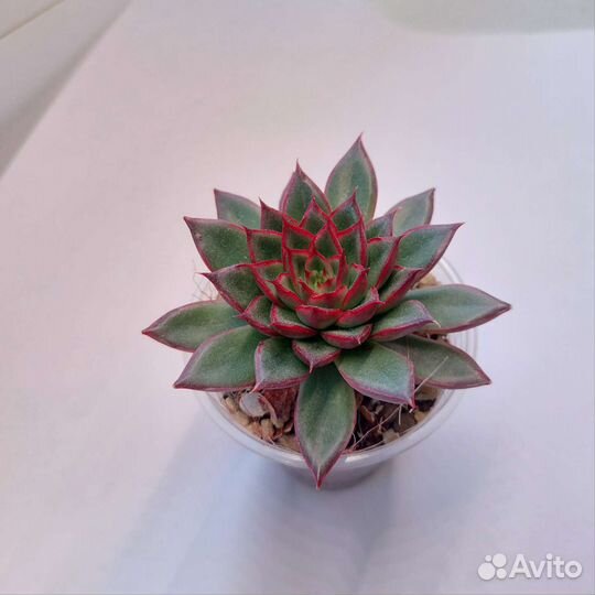 Набор листиков. Суккуленты. Эхеверии