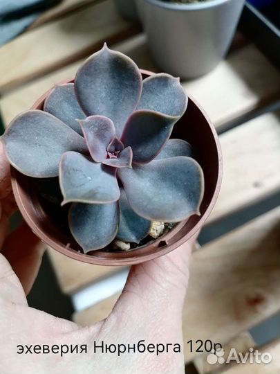 Суккуленты #2