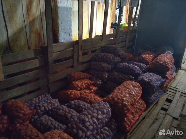 Семенной картофель розница и опт от производителя