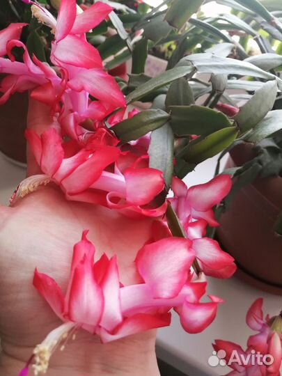 Отростки шлюмбергеры (декабрист)